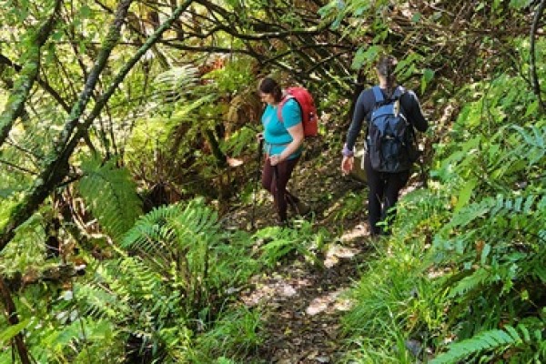 Little Manganuku Stream Track